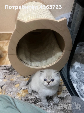 Британски късокосмести, снимка 4 - Британска късокосместа - 54171796