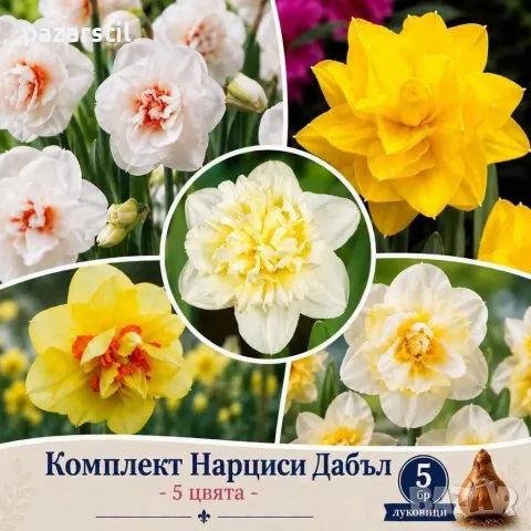 Луковици за Кичести нарциси - комплект от 5 различни цвята 