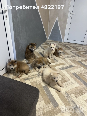 продавам Акита ину 