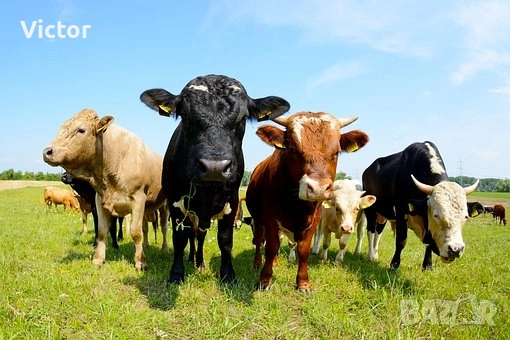 Обгоряла кравешка тор в различни разфасовки! С опция за доставка по домовете!