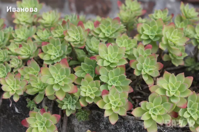 Седум Палмери