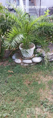 Това е Канарска финикова палма (Phoenix canariensis). , снимка 2 - Градински цветя и растения - 55846239