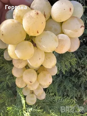 Мерло, каберне и бяло десертно сорт Афродита