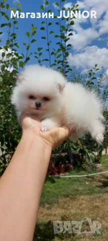 мини момиче, снимка 2 - Померан - 51000664