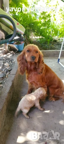 Продавам кокер шпаньол , снимка 1