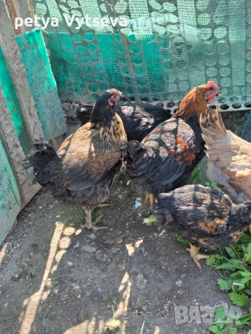 Продавам ярки и пилета, снимка 6 - Кокошки и пуйки - 54312704