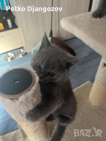 Британски късокосмести котета, снимка 2 - Британска късокосместа - 54211965