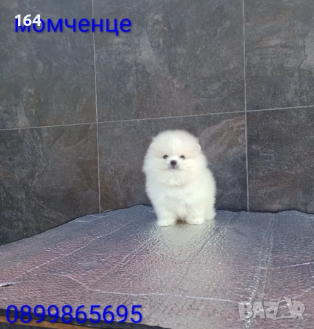 Мъжки мини Померан. Реални снимки от 19.01.26 г. , снимка 4 - Померан - 53076029