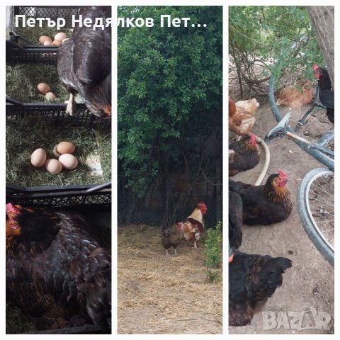 Яйца от дворни кокошки L/XL ..БИО, снимка 11 - За птици - 33765847