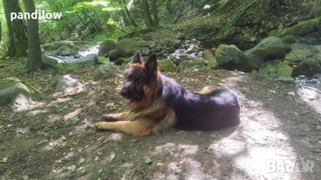 Немска овчарка си търси приятелка, снимка 2 - Немска овчарка - 51233977