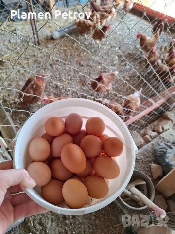 Кокошки носачки Ломан Браун, снимка 7 - За птици - 54236186