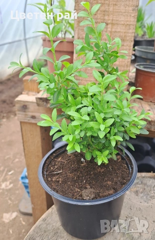 Чимшир в саксия ф13 , снимка 2 - Градински цветя и растения - 54265744