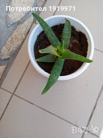 алое вера, снимка 2 - Стайни растения - 54318455