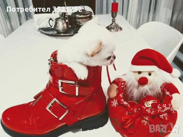 ПРОДАВАМ  ЧИХУАХУА-МИНИ , БЯЛО МОМЧЕНЦЕ НА 2 М. СЪС  ЗДРАВЕН ПАСПОРТ ! , снимка 5 - Чихуахуа - 52811877