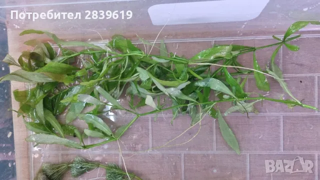 лесни за отглеждане аквариумни растения , снимка 3 - Аквариуми - 48053093