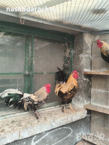 Продавам петли за клане за Петльовден или за разплод, снимка 6 - Кокошки и пуйки - 53021356
