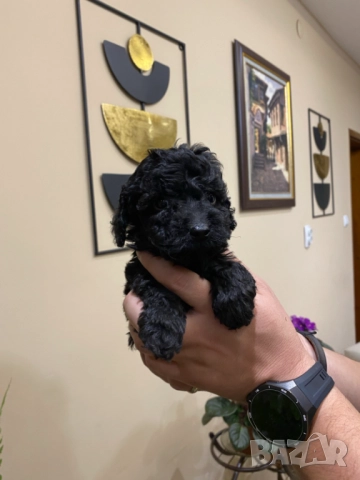 Пудел "мини" , снимка 5 - Пудели - 52250133