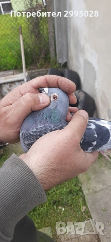 спортни пощенски гълъби( маратон)