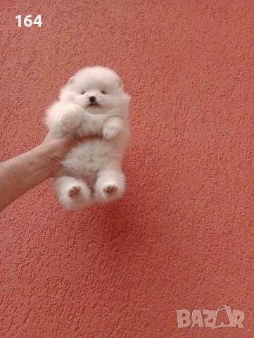 Бели Померани на различни възрасти., снимка 6 - Померан - 54135417