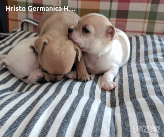 мини чихуахуа, снимка 6 - Чихуахуа - 54158024