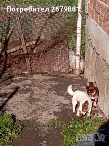 Чихуахуа - добри майки, снимка 5 - Чихуахуа - 52472489