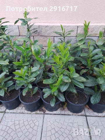 Лавровишна Новита , снимка 15 - Градински цветя и растения - 53881772