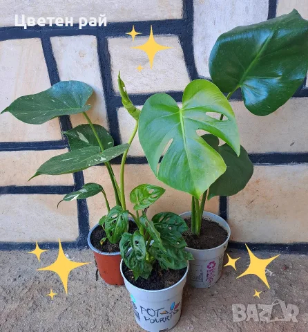 Комплект от три вида monstera, може и по отделно, снимка 4 - Стайни растения - 56123987