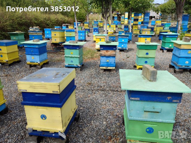 Пчелни семейства кошери ., снимка 1 - За пчели - 42339446