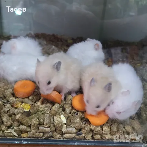 Хамстерчета, снимка 1