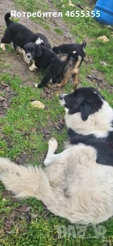 Каракачански кученца, снимка 9 - Каракачанска овчарка - 52467039