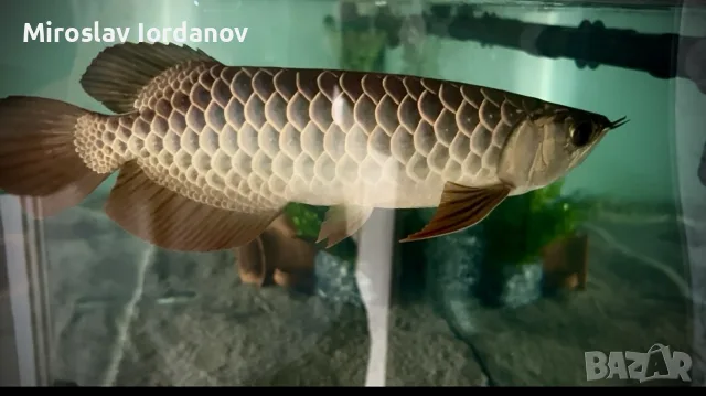 Asian Arowana golden crossback