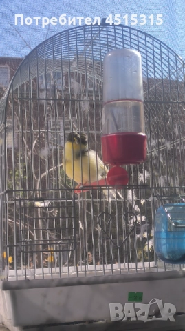 Male Canary Gloster, снимка 3 - Канари - 52115676