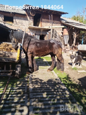 Продава се! , снимка 3 - Коне - 52262259