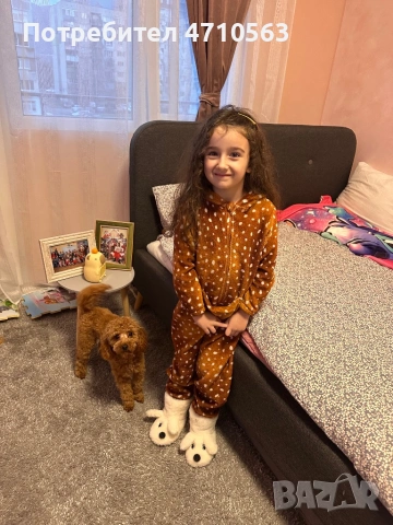 Той пудел мъжко кученце за разплод