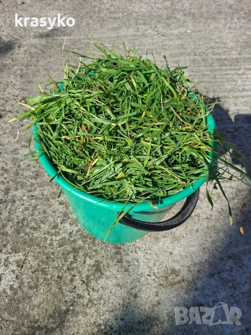 Петел, снимка 5 - Кокошки и пуйки - 53895634