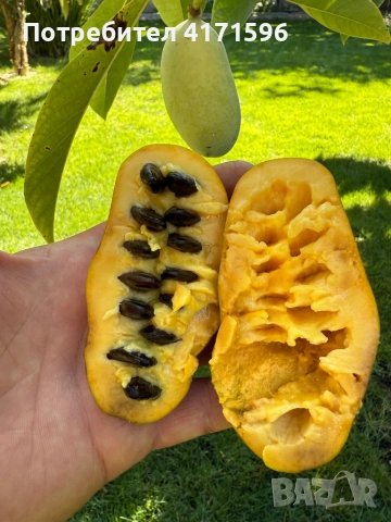Asimina triloba, American papaw,Индиански банан