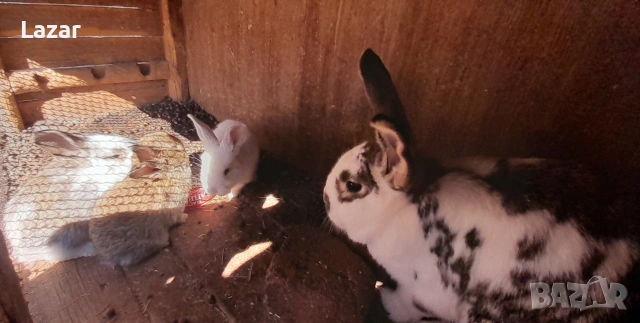 Продавам Зайци
