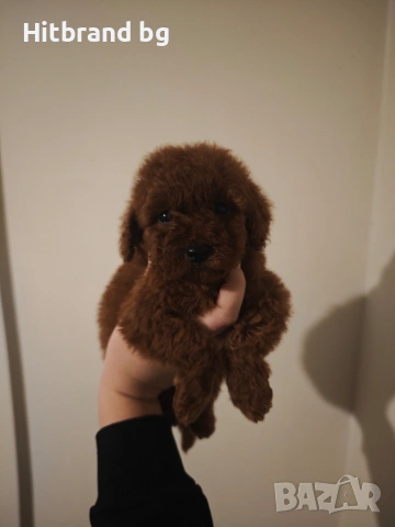 Пудел Той , снимка 2 - Пудели - 48264579