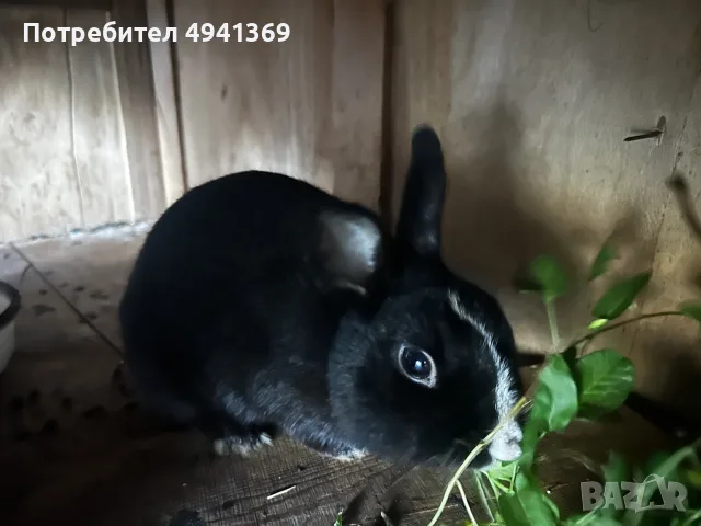 Лъвска глава и зализан косъм, снимка 13 - Декоративни зайчета - 55969783