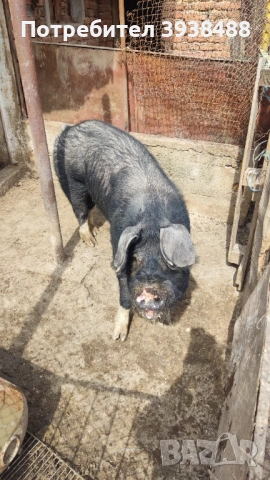 Продавам нерез Иберико , снимка 2 - Прасета - 54195832