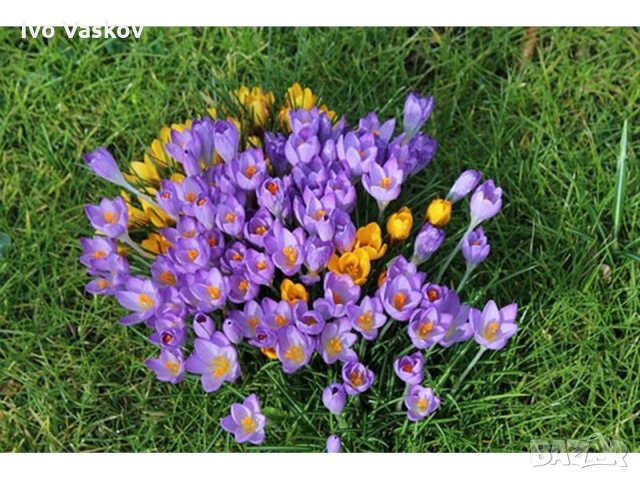 градински минзухар , снимка 1