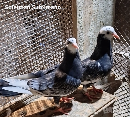 Свободни млади неврени готови за събаряне 80 лв