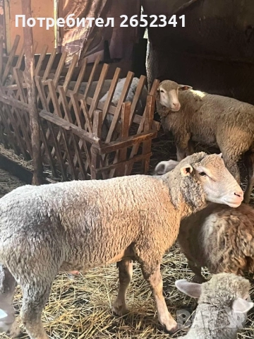 Продавам овце ил дю франс, снимка 1