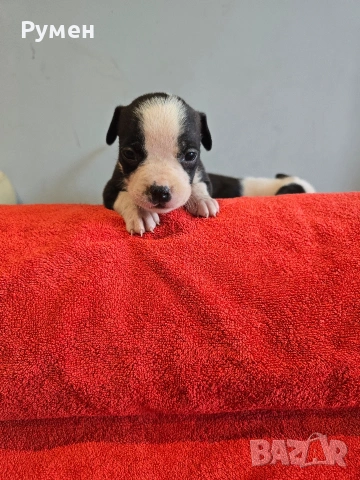 Американски стафордшир териер , снимка 17 - Американски стафордширски териер - 53970216