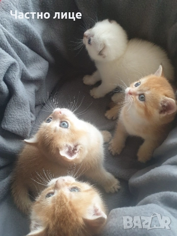 Шотландски котета златна чинчила., снимка 2 - Чинчили - 52171934