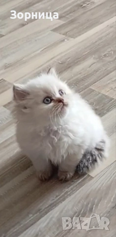 Британско дългокосместо коте, снимка 4 - Британска късокосместа - 54337713