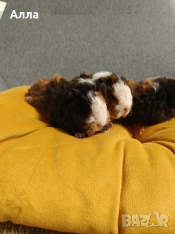 Морски свинчета альпако и розетка. , снимка 3 - Морски свинчета - 52554601