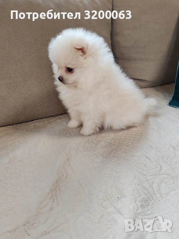 Померанче мъжко , снимка 4 - Померан - 53950897