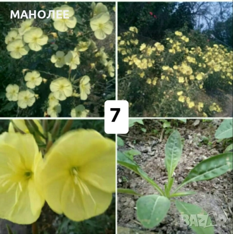 Цветя - 10 НЕЗАСАДЕНИ КОРЕНА В ЕДИН ПАКЕТ /видове по избор/ ЗА 20 ЛВ., снимка 8 - Градински цветя и растения - 51626278