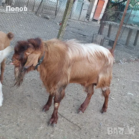 Продавам   пръч, снимка 2 - Кози - 56450070